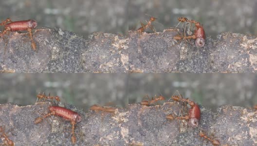 蚂蚁携带着千足虫的一部分高清在线视频素材下载