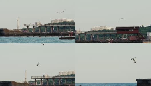 海鸥在水面上飞翔。高清在线视频素材下载