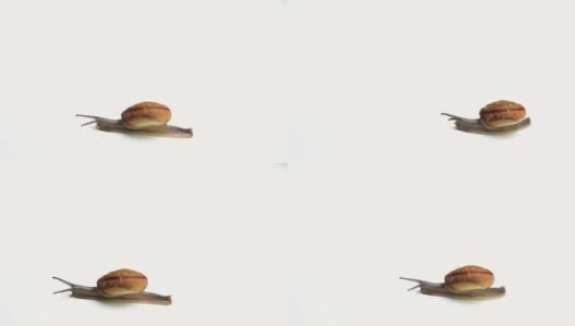 蜗牛在白色的背景上行走高清在线视频素材下载