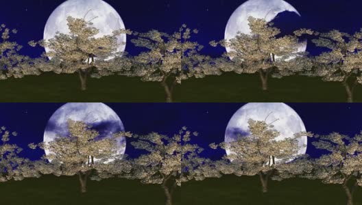 大月亮映衬着樱桃树高清在线视频素材下载