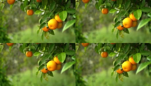 橙树高清在线视频素材下载
