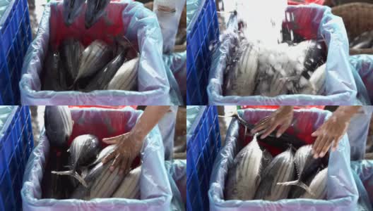 印尼鱼市的一桶新鲜金枪鱼高清在线视频素材下载