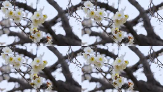 冬天，早春，梅花，开花，白梅高清在线视频素材下载