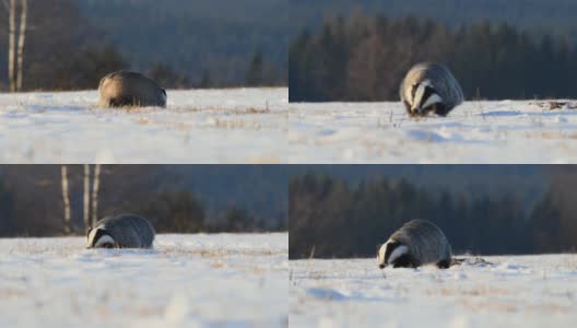 可爱的獾(Meles Meles)奔跑在覆盖着雪的草地在日出高清在线视频素材下载