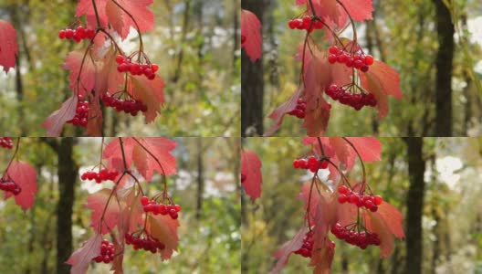 玫瑰(荚蒾opulus) -阿尔泰自然保护区高清在线视频素材下载