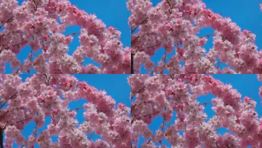 粉红色的樱花在阳光明媚的春天盛开高清在线视频素材下载