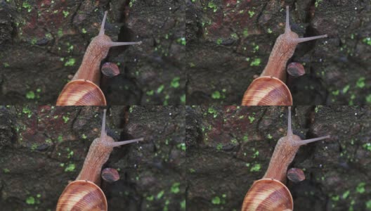 大葡萄蜗牛慢慢地爬到树上高清在线视频素材下载