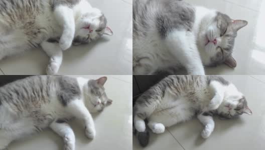 有趣的苏格兰折灰色条纹猫睡觉，躺着和转动它的身体在舒适高清在线视频素材下载