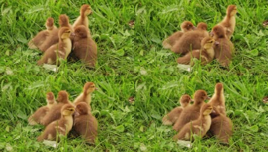 刚出生的小鸭子走在后院的绿草地上。高清在线视频素材下载
