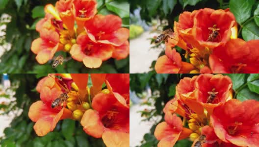 蜜蜂在花丛中飞舞。夏天的风景高清在线视频素材下载