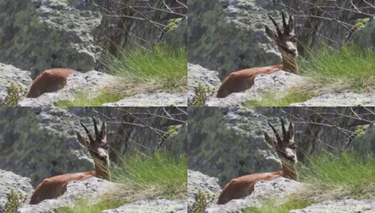 树林里的chamois, Chamoises, Rupicapra Rupicapra，高清在线视频素材下载