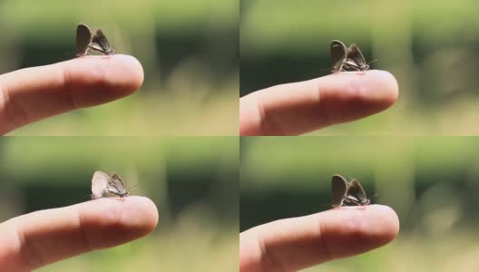 两只正在交配的蝴蝶停在一根手指上高清在线视频素材下载