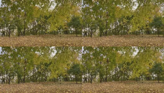 秋天公园里金黄的树叶在风中摇曳。秋高气爽的自然风光。高清在线视频素材下载