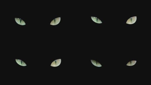 绿色愤怒的猫眼孤立在黑色背景上。黑暗的万圣节背景与邪恶的猫眼在黑暗中看着相机高清在线视频素材下载
