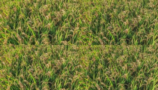 成熟的水稻在农田里高清在线视频素材下载