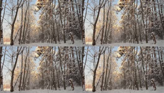 雪从树顶落下，融化时在森林里覆盖了一层白色的雪高清在线视频素材下载