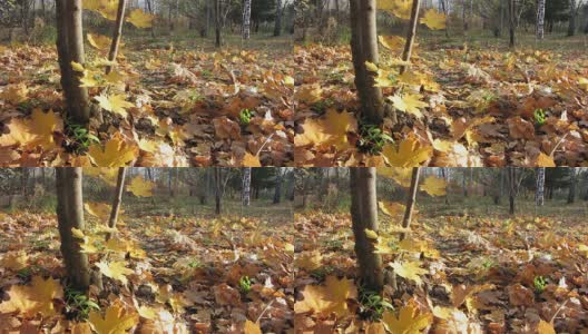 Autumn leafs.高清在线视频素材下载