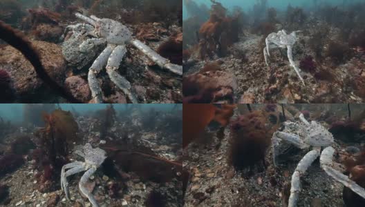 在海底交配的巨型帝王蟹。高清在线视频素材下载
