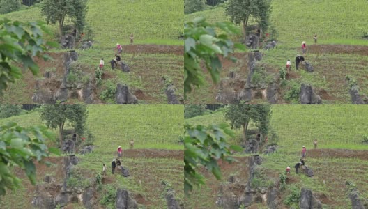 农民们在梯田里干活高清在线视频素材下载