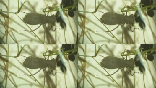 蜻蜓的幼虫，显微镜下的飞蛇高清在线视频素材下载
