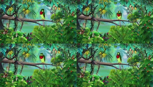 丛林中的五彩鹦鹉高清在线视频素材下载