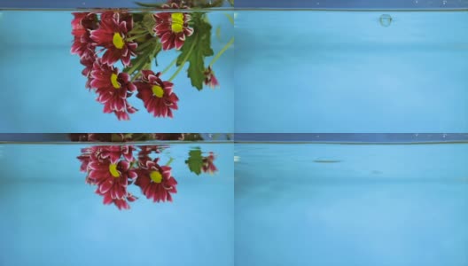 花在透明的水在一个蓝色的背景高清在线视频素材下载