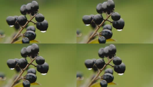 浆果上的一滴露水高清在线视频素材下载