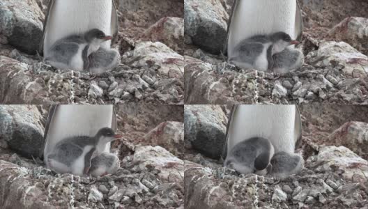 巴布亚企鹅和小企鹅在巢里高清在线视频素材下载