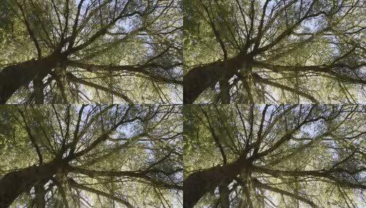 柳树树冠高清在线视频素材下载