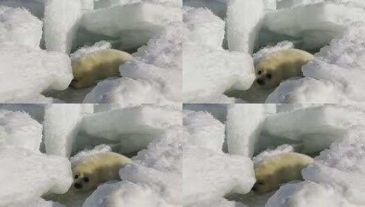 可爱的新生海豹在冰上看着镜头高清在线视频素材下载
