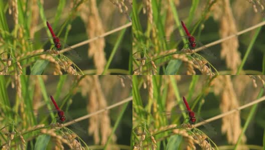 红蜻蜓，秋天，稻穗高清在线视频素材下载