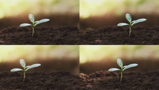 幼小的玉树在土壤中种植钱树。多莉拍摄高清在线视频素材下载
