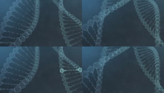 两个旋转的神经丛DNA链与脉冲运行-蓝色版本高清在线视频素材下载