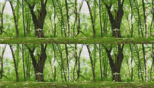女孩在森林里拥抱大树，热爱大自然。广角镜头高清在线视频素材下载