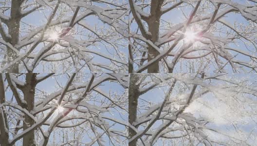 特写:晶莹的雪花从树上飘落，映衬着晴朗的蓝天高清在线视频素材下载