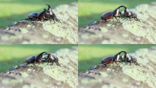 雄性犀牛甲虫在繁殖季节的战斗行动高清在线视频素材下载