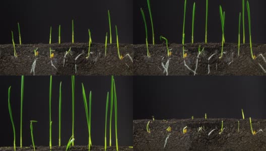 加速生长的新鲜绿草在黑暗的土地上。间隔拍摄4 k。在堪萨斯州和内布拉斯加州的广阔平原上种植小麦是一项最适宜的活动。高清在线视频素材下载