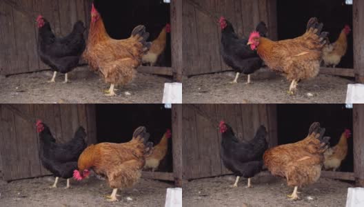 农场家禽屋里的家鸡和鸭。动物庄园,4 k高清在线视频素材下载