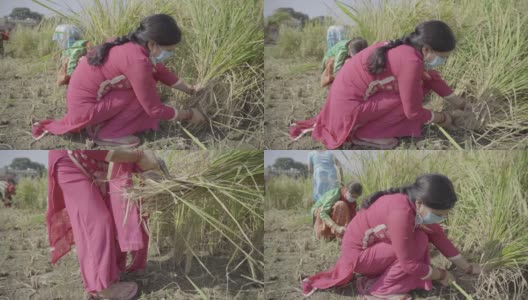 慢镜头拍摄了印度农民穿着民族服装收割稻谷，戴着精灵面具高清在线视频素材下载
