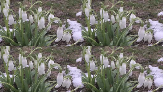 白色的雪花莲花在春天的花园里高清在线视频素材下载