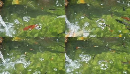 翡翠池有美丽的鱼儿游来游去，给人一种自然清新的感觉。高清在线视频素材下载