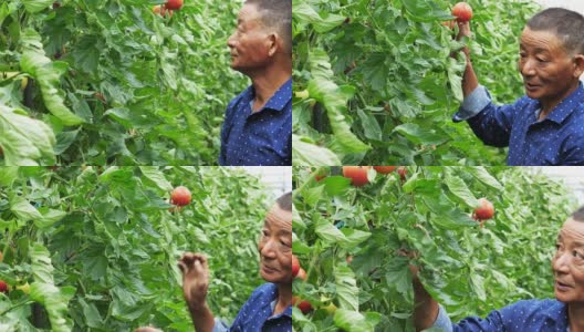 亚洲男人在温室和番茄高清在线视频素材下载