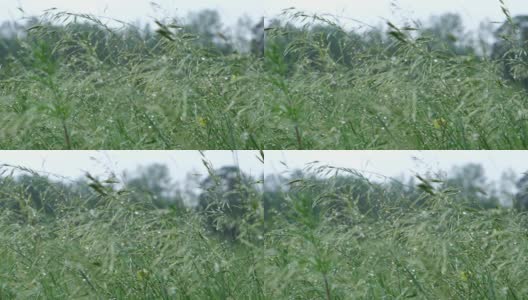 雨点在阳光下照耀着草地。雨后用水滴润湿草地。新鲜的植物背景。夏雨后草地高清在线视频素材下载