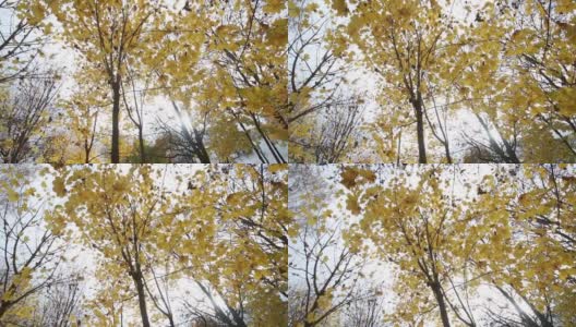 风吹着黄叶的枫树。以秋天的天空为背景。高清在线视频素材下载