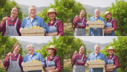 4K两个亚洲女人与高级男子农场主家庭一起在橘子园工作高清在线视频素材下载