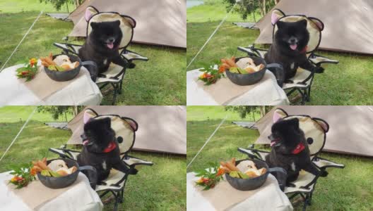 波美拉尼亚狗坐着看早餐在露营之旅调查营地，并转身看相机。高清在线视频素材下载