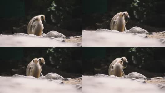 在Junagadh的丛林里，两只灰色的印度猴子在吃地上的食物。高清在线视频素材下载