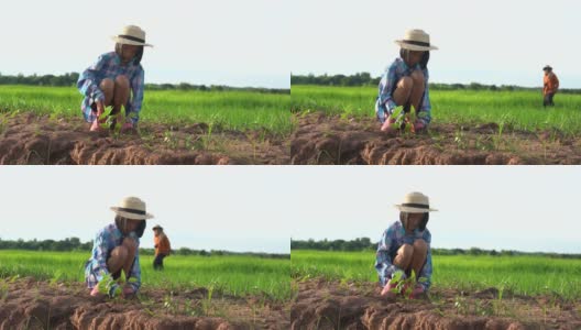 孩子们在稻田和蓝天的背景下种植这棵树高清在线视频素材下载