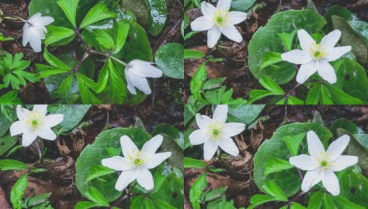新鲜的野生春花细节银莲花在绿色的大自然中快速绽放高清在线视频素材下载