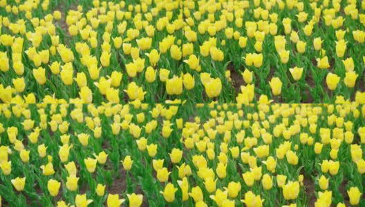 黄色的郁金香在美丽的公园里盛开，花很多高清在线视频素材下载
